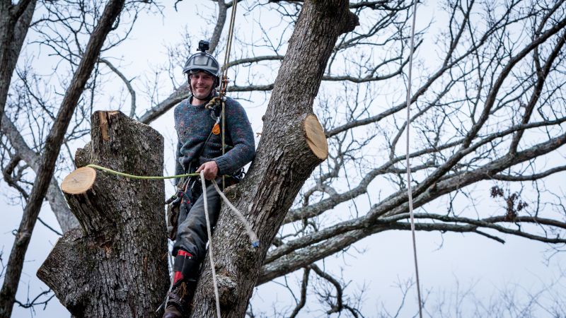 Arborist Service