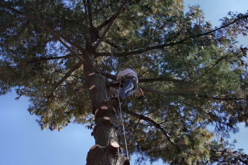 Tree Inspection and Assessment
