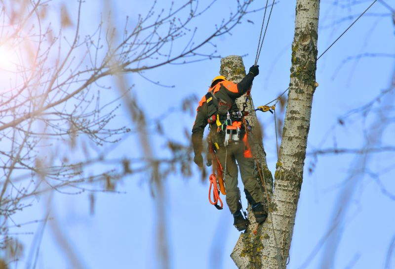 Arborist Service