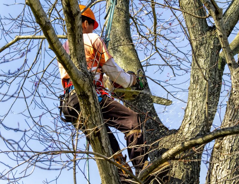 Tree Pruning in Action