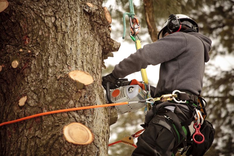 Tree Pruning and Trimming