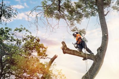 Arborist Service