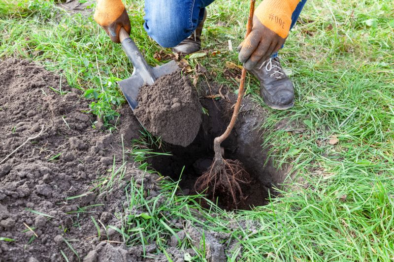 Cherry Tree Planting in Ventura County, CA