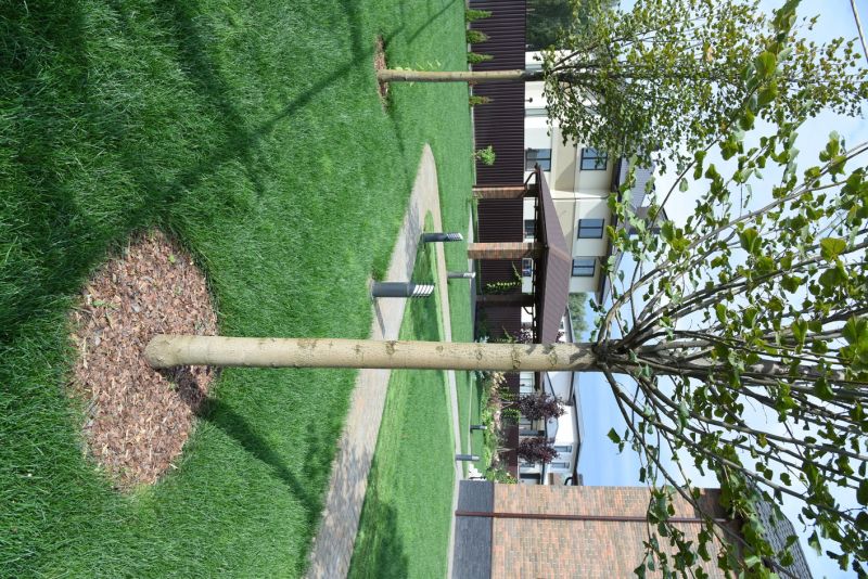Japanese Maple Planting in Ventura County, CA