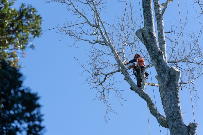 Professional Tree Care