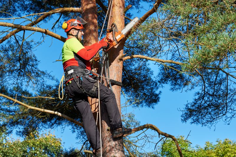 Emergency Tree Services